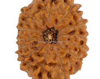 13 Mukhi Rudraksha 23.24 mm Java Bead | Grade A Collector | Genuine Natural Sacred Healing