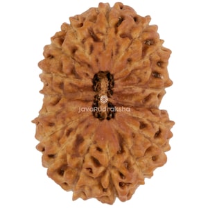 Può includere: Primo piano di un seme di Rudraksha marrone con una superficie strutturata e un aspetto naturale. Il seme presenta un design complesso e sfaccettato con creste e scanalature. Il testo "JavaRudraksha" è visibile. Probabilmente per la meditazione o scopi spirituali.