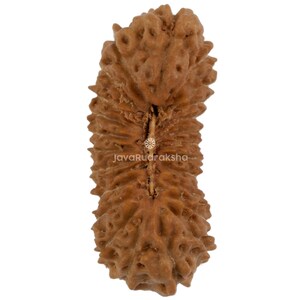 Op de afbeelding: Een bruine, getextureerde zaaddoos met een geribbeld oppervlak en kleine gaatjes. De zaaddoos is langwerpig en heeft een natuurlijke, organische uitstraling. De tekst "JavaRudraksha" is zichtbaar.