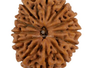 12 Mukhi Rudraksha 23,64 mm Perline di Giava / Grado A da collezione / Autentica guarigione sacra naturale