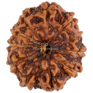 May include: A brown Rudraksha bead with a natural, intricate pattern. The bead has a hole in the centre for stringing.