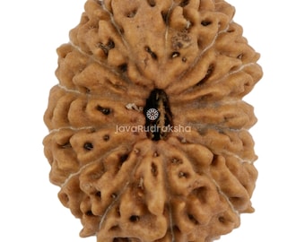 14 Mukhi Rudraksha 18,11 mm Perline di Giava / Grado A Medio / Guarigione Sacra Naturale Autentica