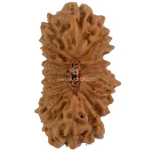 Op de afbeelding: Een bruine Rudraksha-kraal met een getextureerd oppervlak en een natuurlijke, organische uitstraling. De kraal heeft een uniek, geribbeld oppervlak en een centrale groef. De tekst "JavaRudraksha" is afgedrukt. Een spiritueel item.