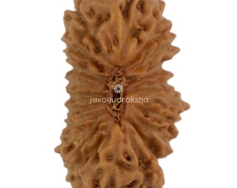 Rudraksha 20 Mukhi 13,10 mm Perla Java / Grado A Piccola / Autentica Naturale Sacra Guarigione