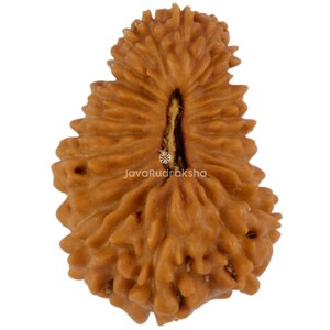 Op de afbeelding: Close-up van een bruine, getextureerde Rudraksha-kraal. De kraal heeft een natuurlijke, organische vorm met ribbels en een centrale groef. De tekst "JavaRudraksha" is zichtbaar op de kraal.