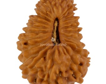 Rudraksha 24 Mukhi da 17,83 mm, perla di Giava / Grado A, media / Autentica pietra sacra naturale per la guarigione.