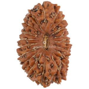 May include: A brown, textured Rudraksha bead with a natural, organic appearance. The bead has a ridged surface and a central groove. The image includes the text "JavaRudraksha".
