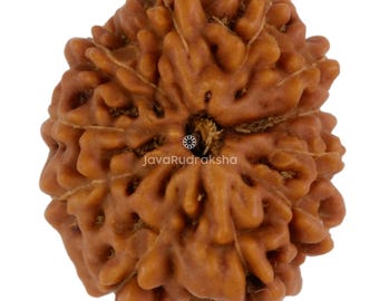 11 Mukhi Rudraksha 17.53 mm Java Bead | Grade A Medium | Genuine Natural Sacred Healing