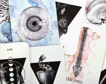 May include: A set of tarot cards with anatomical illustrations. The cards feature a human eye, a spine, a skull, a fish in a chalice, and a black and white illustration of a wolf with a crescent moon.