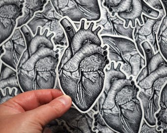 May include: A black and white anatomical heart illustration sticker. The sticker is detailed and shows the chambers and valves of the heart.