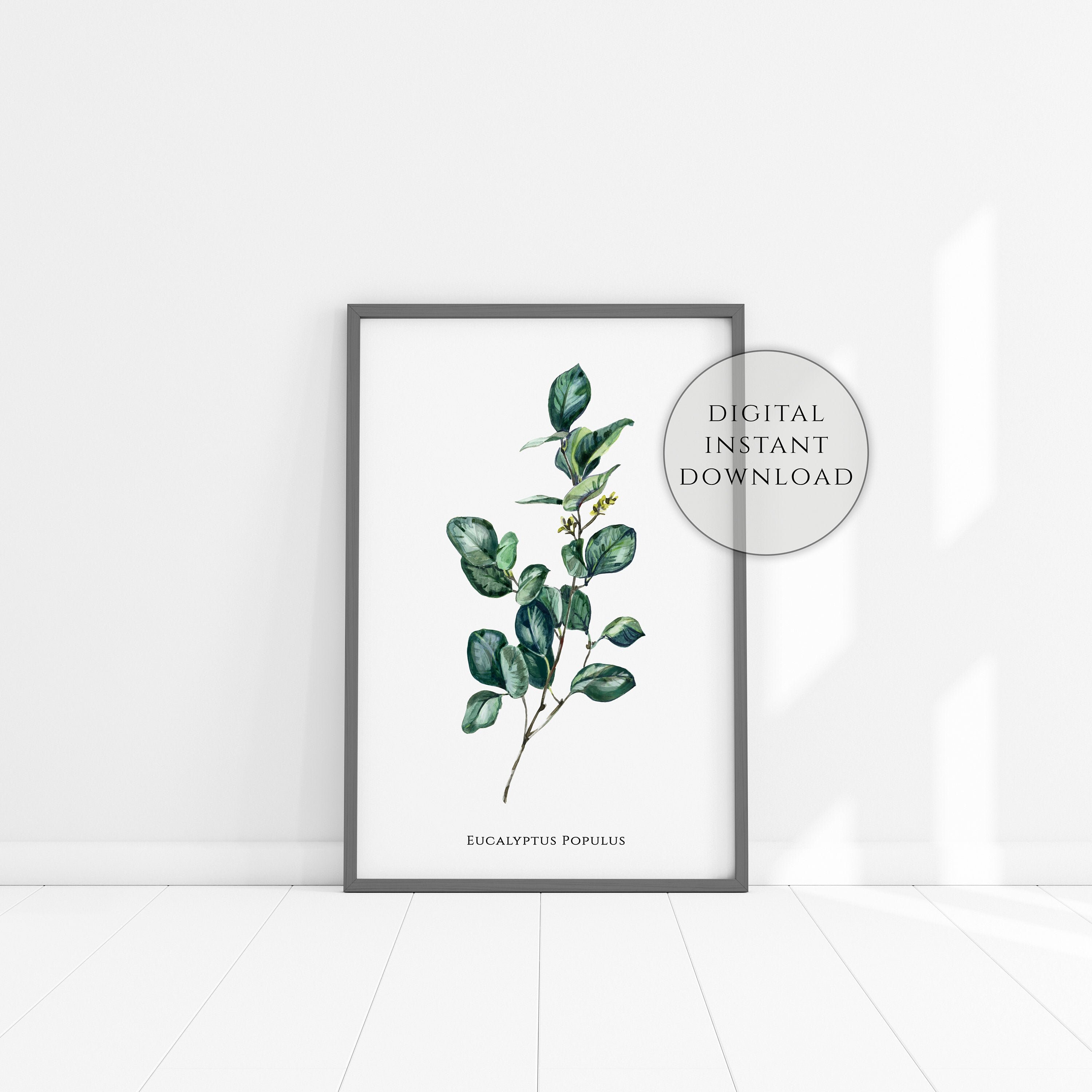 Eucalyptus Poster Green Eucalyptus Leaves Botanical Print Etsy