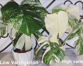 Variegated Monstera Cutting Etsy