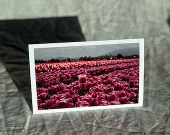 Skagit Tulip Festival Postcard: Pink Spring Flowers, PNW Travel