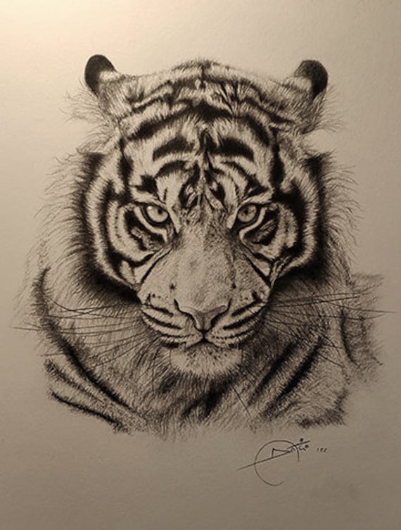 Indian Tiger Drawing by Trish Taylor Ponappa - Fine Art America