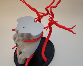Brain Arteries/Circle of Willis 3D Model
