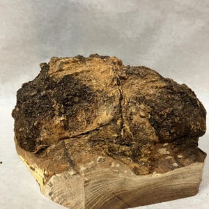 May include: A natural wood burl with a rough, textured surface. The burl is a mix of brown and tan colors, with a lighter-colored, cut base. The wood grain is visible on the base, showing the natural patterns of the wood.
