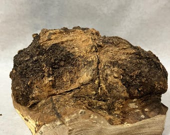 Nice small Ash burl. Good project piece. Turn pen or maybe cut for knife scales. you choose!