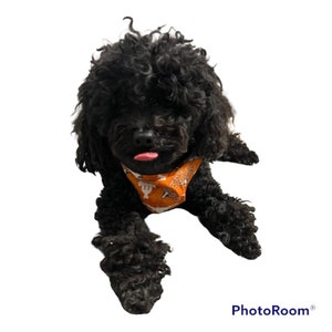 Versatile UT/Black Reversible Dog Cat Pet Bandana/Scarf with Collar Insert!