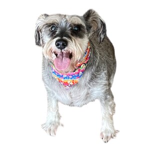Versatile Sarape Serape/Muertos Reversible Bandana Dog Cat Pet Scarf with snaps!