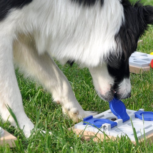 Dog Brain Toys Mind Game CHALLENGE Your Dog Etsy