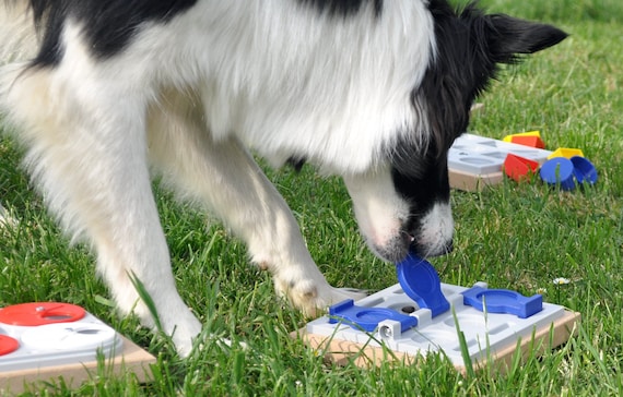 Dog Brain Toys Mind Game CHALLENGE Your Dog 