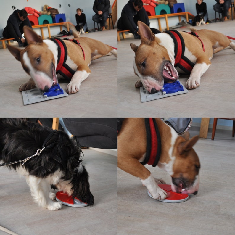 Dog Brain Toys Mind Game CHALLENGE Your Dog Etsy