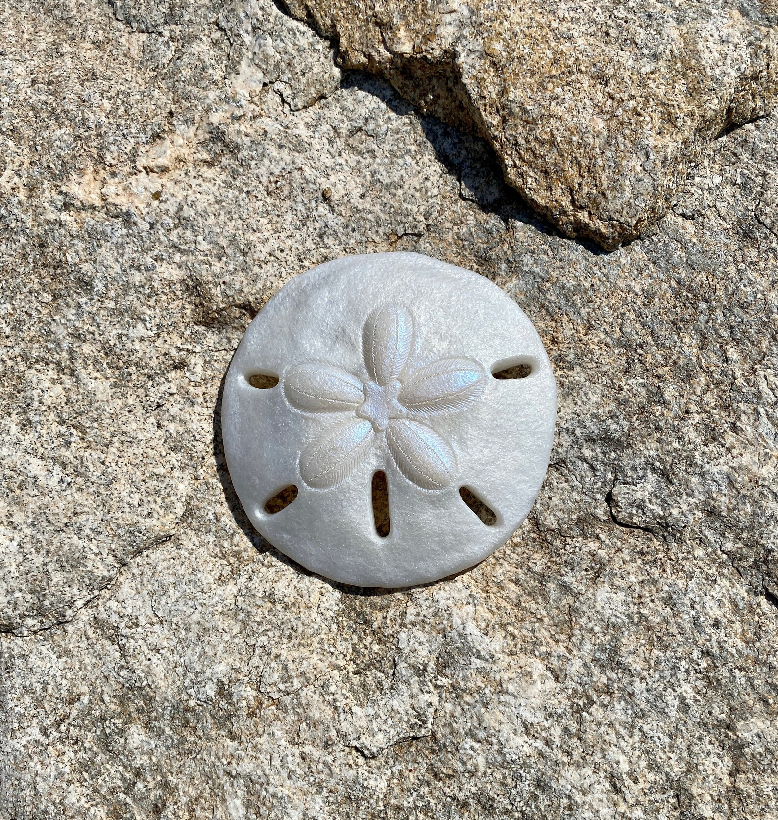 Large Resin Sand Dollar Ocean Resin Art Sand Dollar Art Etsy