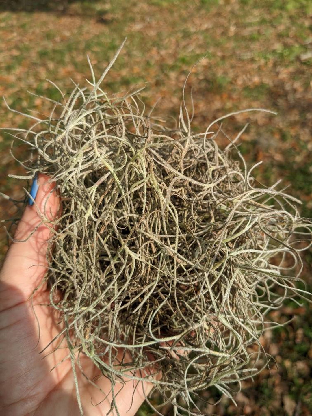 Spanish Moss Air Plant Tillandsia Usneoides Handfull Etsy