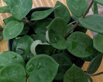 Rare-- Hoya chesea unrooted cutting(s)