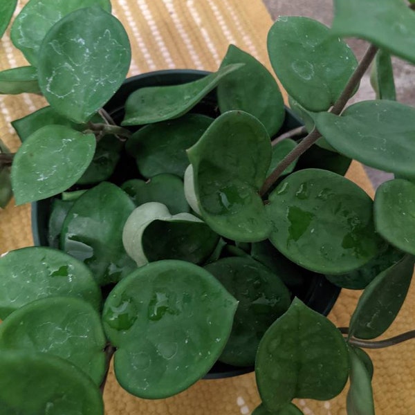 Rare-- Hoya chesea unrooted cutting(s)