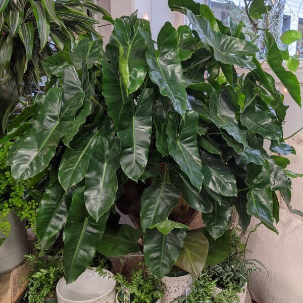 Burle Marx Philodendron unrooted cutting