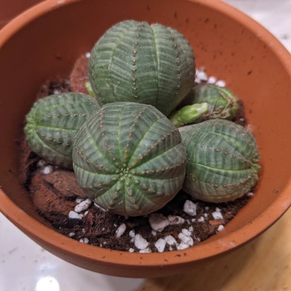 Rare- Euphorbia obesa Cactus