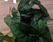 Imperfect house plants cuttings