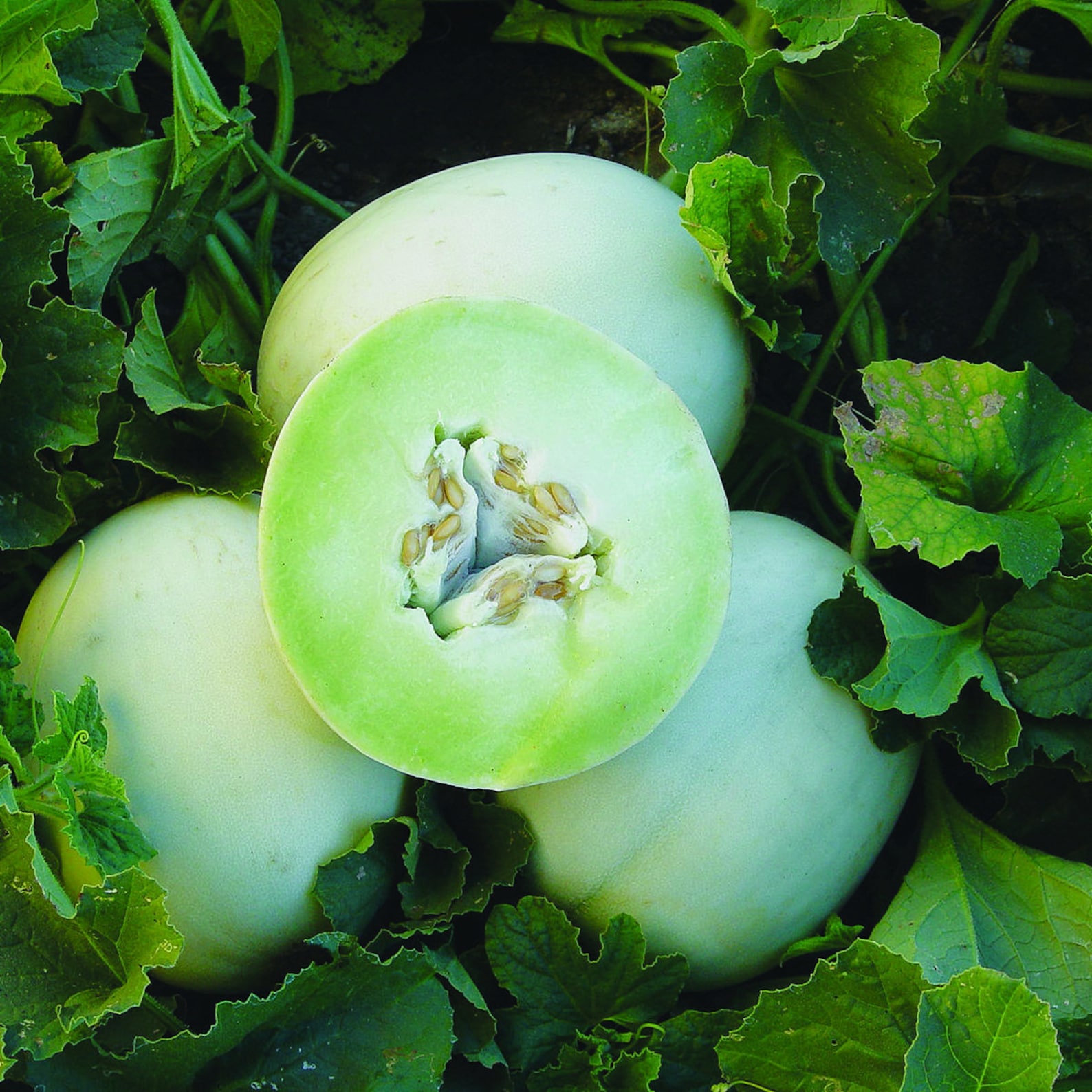 Melon Green Flesh Honeydew Etsy