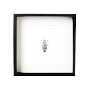 Coraebus Fasciatus Metallic wood-boring Beetle Miniature Pen and Ink Illustration Fine Art Print
