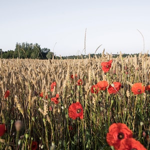 Ährchen von Weizen und Mohn, französische Provinz, Frankreich Fotografie, Bauernhaus Wandkunst, rustikale Wandkunst, Provence Wandkunst, Wanddekor