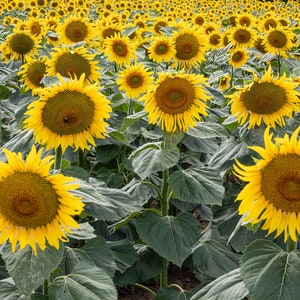 Sunflowers Field Set 2, French province, Farmhouse Wall Art Rustic Wall Decor, Provence Wall Art, Sunflower Photo Wall Art