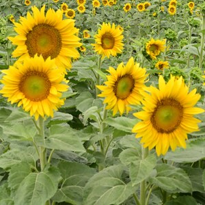 Sunflowers Field, French province, France Photography, Farmhouse Wall Art Rustic Wall Decor, Provence Wall Art, Sunflower Photo Wall Art