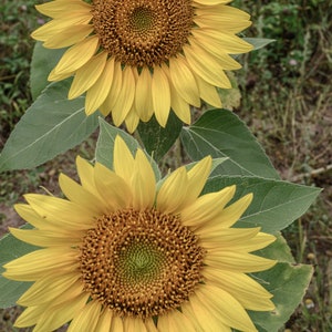 НKleine Sonnenblumen Set 3, Französische Provinz, Bauernhaus Kunst rustikale Wandkunst, Provence Wandkunst, Sonnenblumen Foto Wandkunst