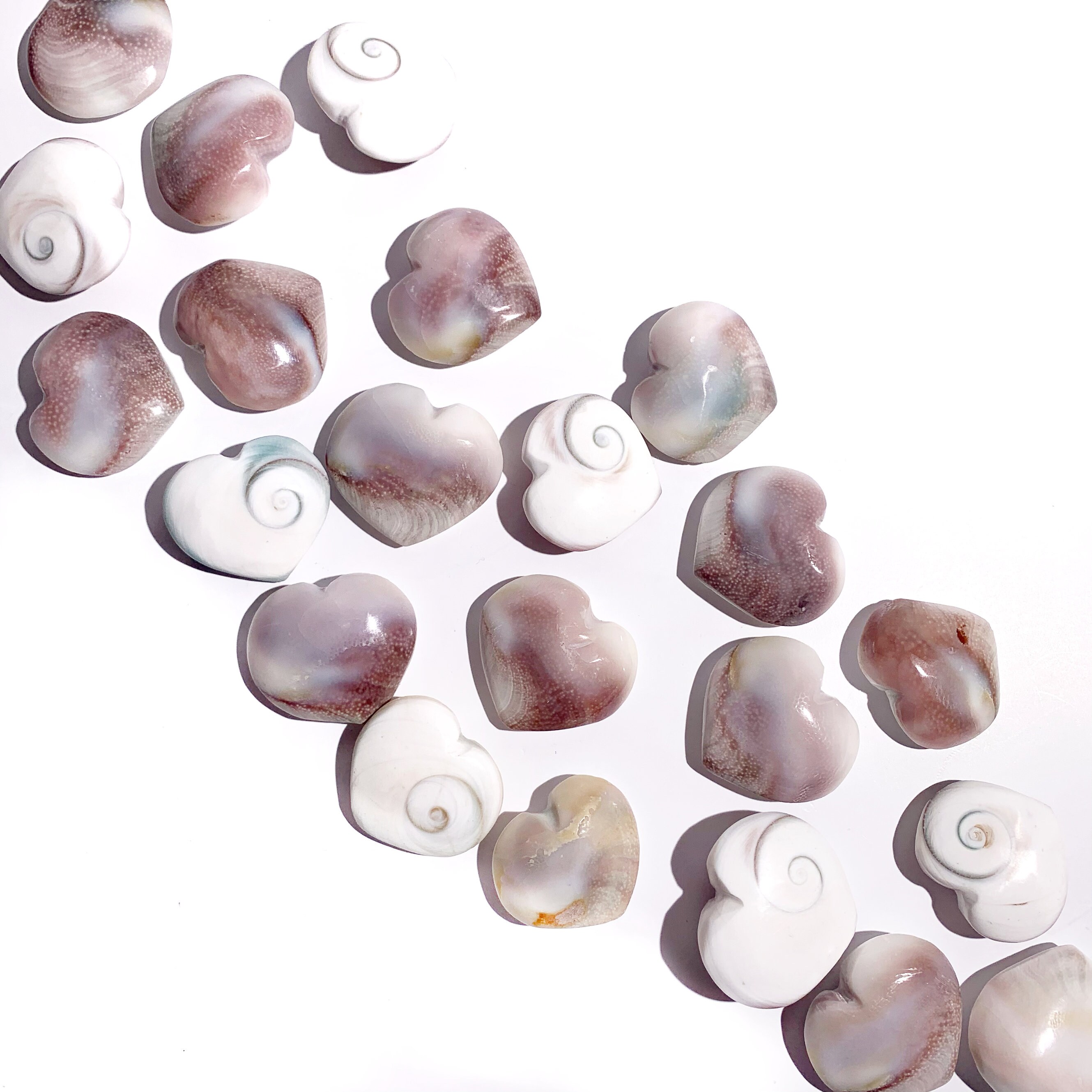 SHIVA SHELL HEARTS Shiva Shell Shell Heart Shiva Shell | Etsy