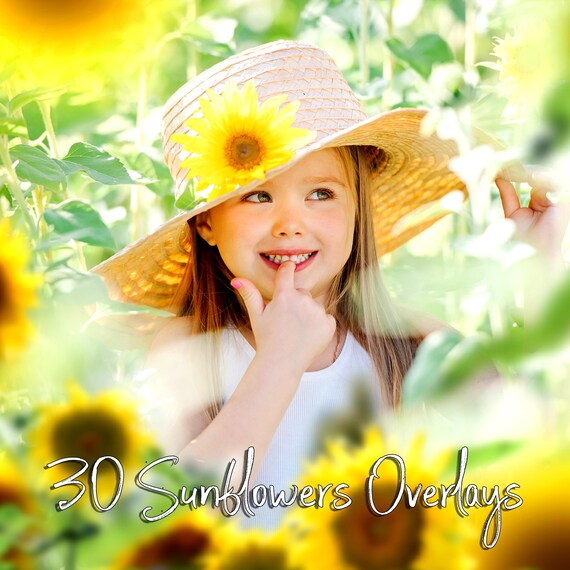 30 Sunflower overlays