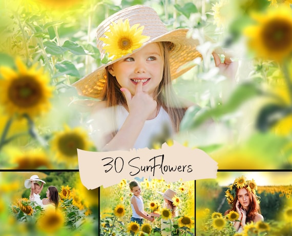 30 Sunflower overlays