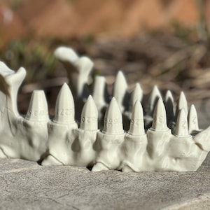 Dragon Teeth Dice - Dragon Teeth Themed Dice and Jawbone Display for D&D, Pathfinder, Fate, Savage Worlds, RPGs and Board Games
