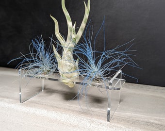 Air Plant Holder | Air Plant Stand | Air Plant Ideas | Clear Air Plant Holder | Birthday Gifts