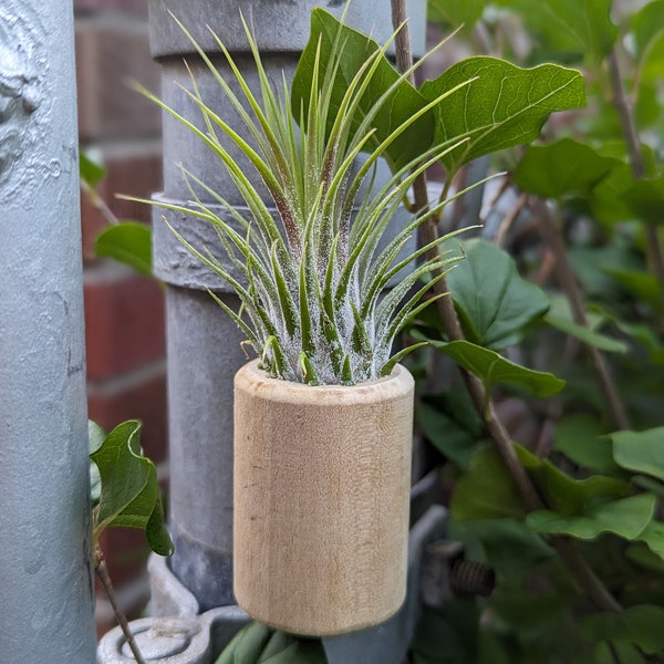 Air Plant Holder | Air Plant Stand | Air Plant Ideas | Clear Air Plant Holder | Birthday Gifts