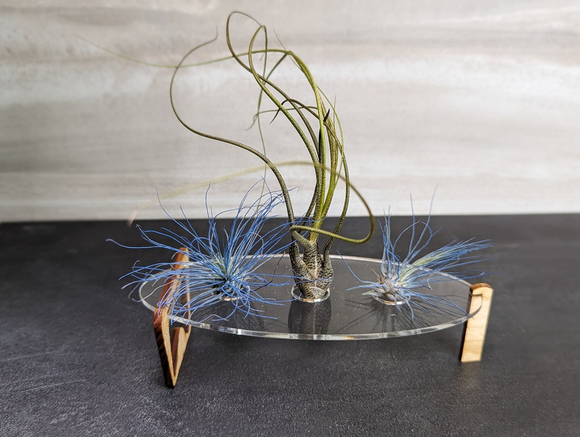 Air Plant Holder Air Plant Stand Air Plant Ideas Clear Air Plant Holder