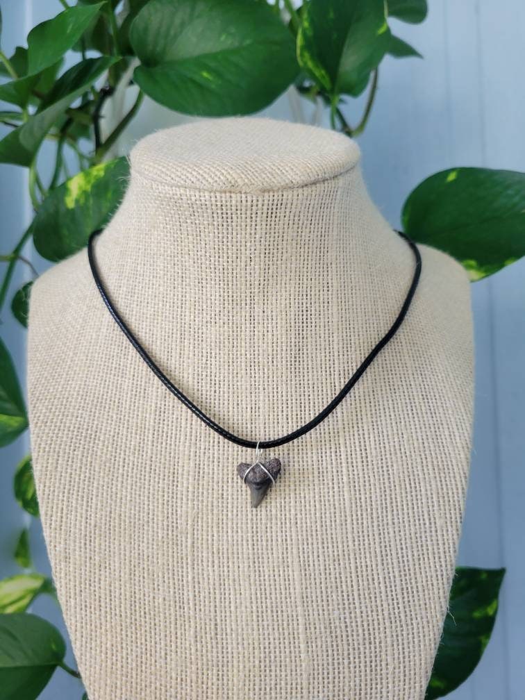 EggBox Kit Di Raccolta E Scavo Dei Denti Di Squalo, 1 Campione Di Dente Di Squalo Reale E 8 Denti Di Squalo Replicati Per Ragazzi E Ragazze Di Età - Foto 9