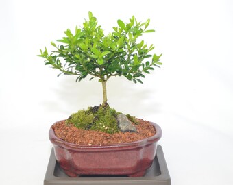 Kingsville Boxwood, very slow growth, broom style, 4 years old, perfect for bonsai
