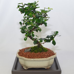 Fukien Tea, very good indoor bonsai, 8 years old, S shape style, flowering.