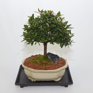 Dwarf Cherry, 8 years old, broom style, flowers for indoor ( no shipping to CA)